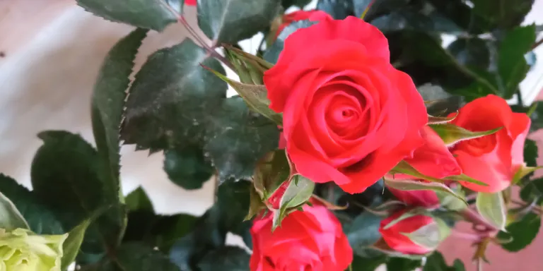 Les floristeries preveuen vendre roses tot el cap de setmana de Sant Jordi
