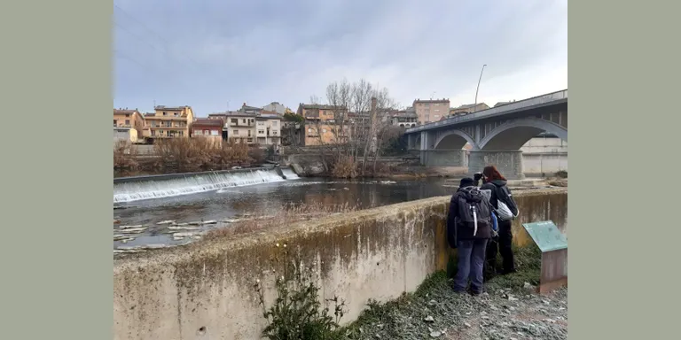 Cau un 88% el nombre de corbs marins que hivernen a l'Alt Ter per culpa de la climatologia i la caça