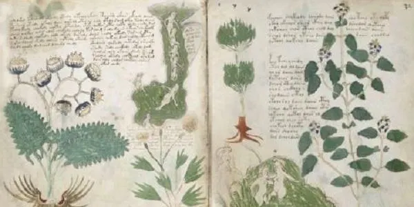El Forn del Senyor d’Altafulla disposarà d’una reproducció del ‘Codice Voynich’, editada per la impremta Siloé
