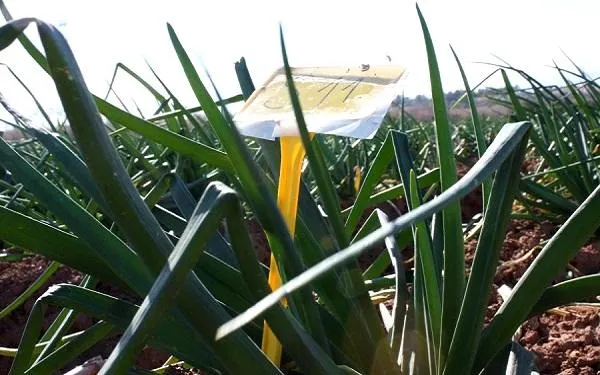 Foto: IGP Calçot de Valls