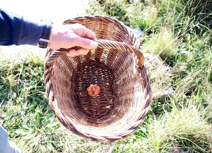 La temporada de bolets continua sense agafar embranzida als boscos de les comarques centrals, on molts aficionats continuen tornant a casa amb els cistells buits
