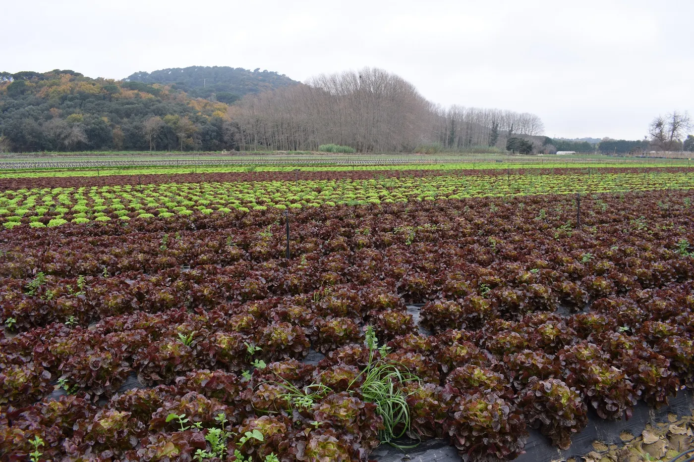 El Vallès Oriental ha rebut 154.644€ del Pla estratègic d’alimentació de Catalunya