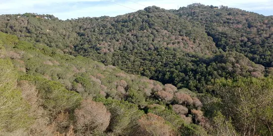 L'escarbat 'tomicus' continua afectant els boscos del Montnegre