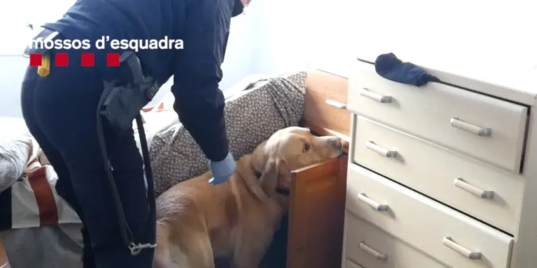 Desmantellat a Pineda un grup criminal especialitzat en el tràfic de cocaïna i de marihuana