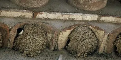 El projecte Orenetes comptabilitza gairebé 26.000 nius d’oreneta cuablanca aquest 2022