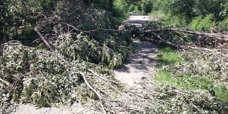 La ventada fa caure arbres a l'Alt Urgell