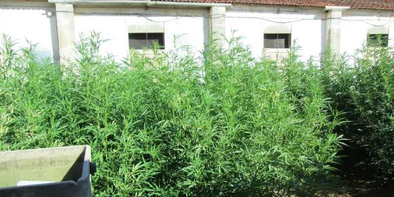 Els Mossos d'Esquadra detenen dues persones i desmantellen dues plantacions de marihuana en zones rurals d'Agramunt i Maials