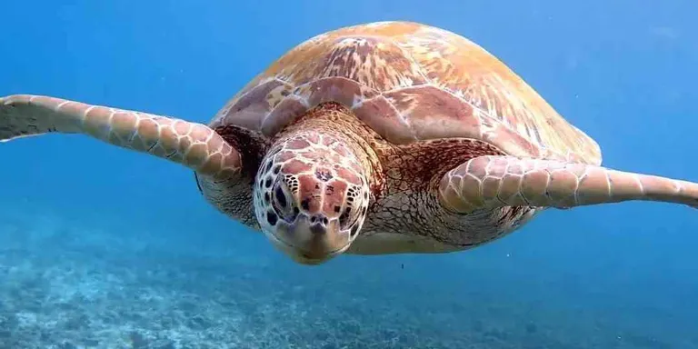 Aquests dies s'han vist tortugues marines al Maresme nedant prop de la costa