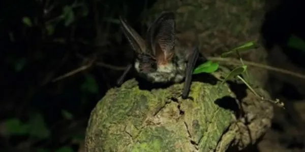 El GEPEC proposa descobrir el paper dels ratpenats en una activitat a la finca del Canyadell