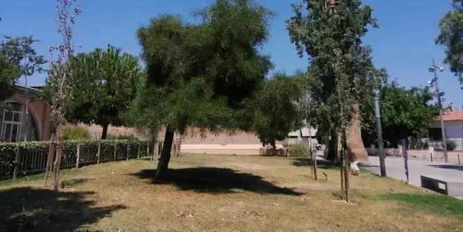 A licitació el subministrament i serveis d'arbrat i terres a Torredembarra