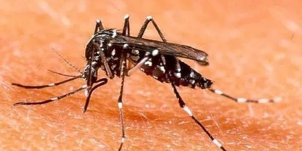Blau i Verd facilita a la ciutadania un correu electrònic per alertar de la presència de mosquit tigre