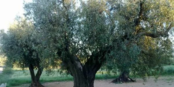 Unió de Pagesos preveu una reducció de la collita de l'oliva del 40%