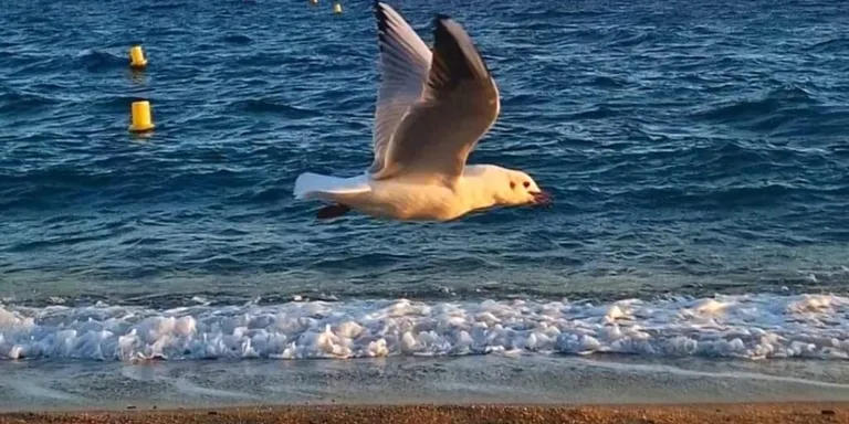 Temps estiuenc però amb canvis a la vista