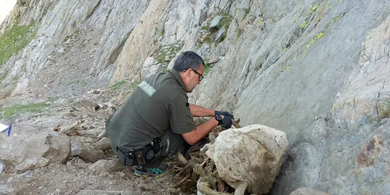 Els Agents Rurals confirmen la mort de 169 ovelles a la muntanya de Lladorre