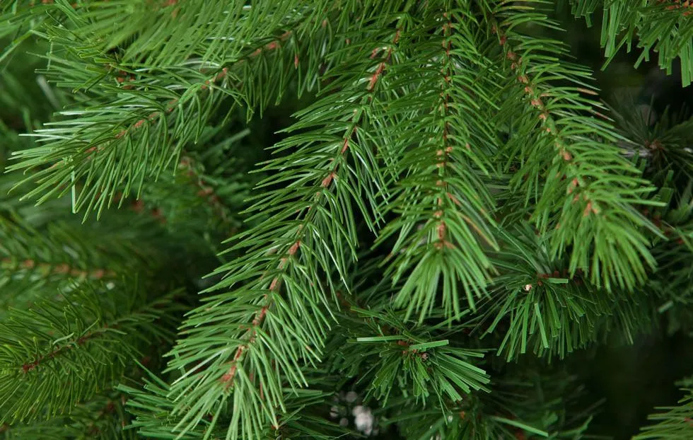 Reciclatge de l’arbre de Nadal