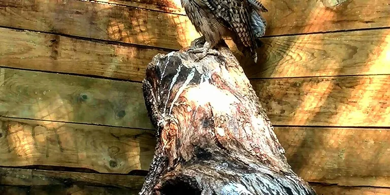 Món Natura Pirineus amplia el centre de fauna amb una parella de Ducs