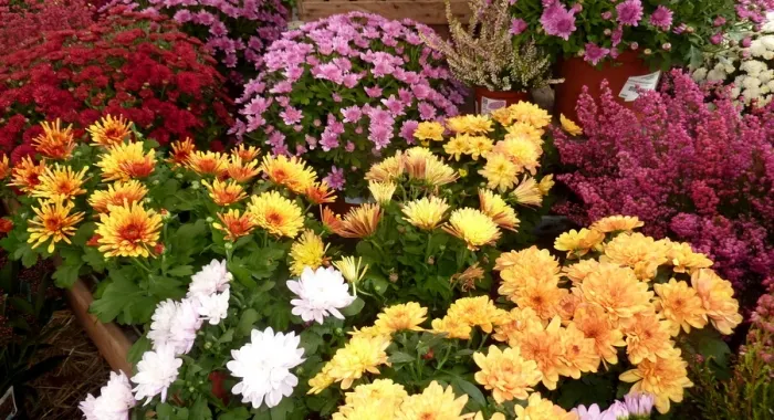 Creix la venda de flors per la Diada de Tot Sants