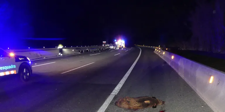 La carretera NII al seu pas per Tordera és un dels punts amb més perill d'accident per fauna salvatge