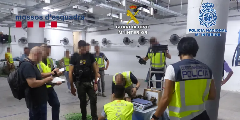 Una operació de Mossos, Guàrdia Civil i Policia Nacional confisca cinc tones de marihuana en plantacions a Pineda i Mataró