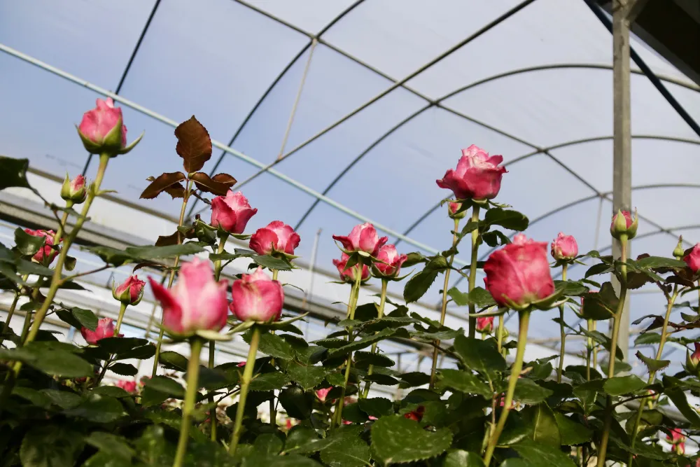 Les roses del Maresme una mica més petites per les altes temperatures de l'hivern