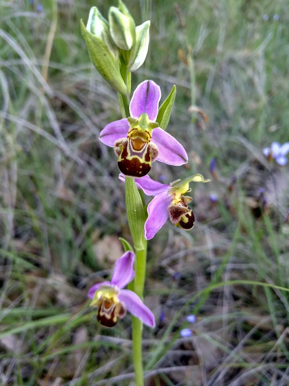 Sàmara Natura proposa una sortida de descoberta d'orquídies per aquest diumenge
