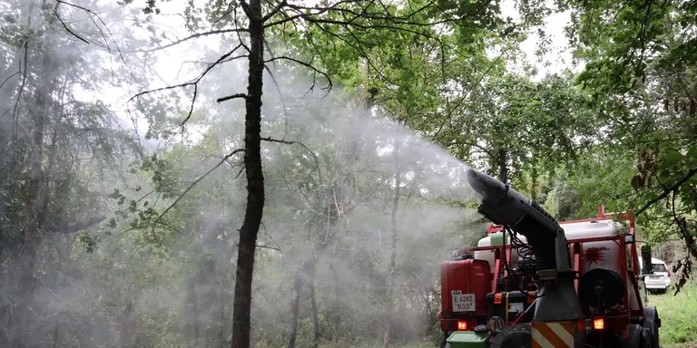 Tracten d'urgència la boixeda singular de Valielles pels atacs de l'eruga del boix