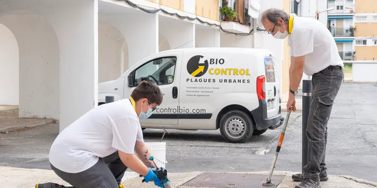Comença un tractament intensiu per reduir i controlar les plagues de paneroles a Constantí