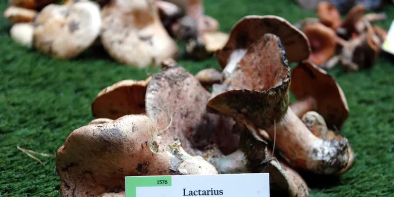 Els boscos recuperen una bona producció de bolets després de la sequera, però perden espècies habituals de la tardor