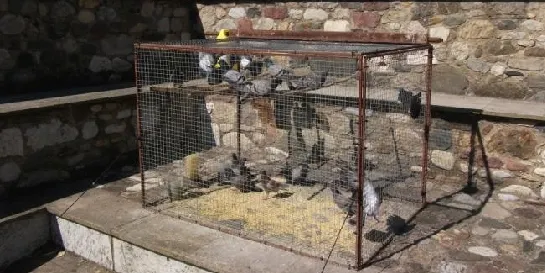 La Seu d'Urgell recupera les captures de coloms per controlar-ne la sobrepoblació
