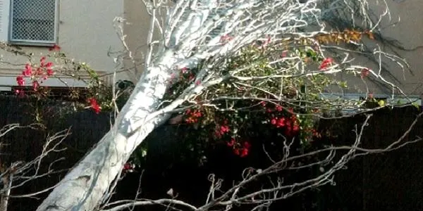 El vent fa caure un arbre al carrer Moreres d’Altafulla