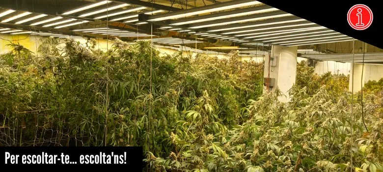 Els Mossos troben 450 plantes de marihuana en una casa de Sant Quirze Safaja
