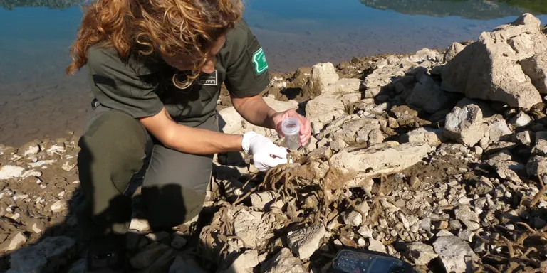 Es descobreixen esponges d'aigua dolça en un embassament del Pallars Jussà