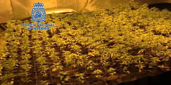 Desarticulen una organització dedicada al tràfic internacional de marihuana a gran escala amb epicentre a Tarragona