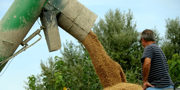 La sega de l'arròs s'intensifica al Delta amb dubtes pels preus, les noves varietats i el repunt del caragol maçana