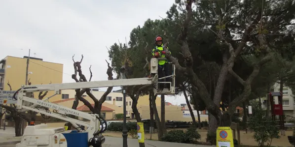 La poda de l'arbrat viari ha començat avui dilluns