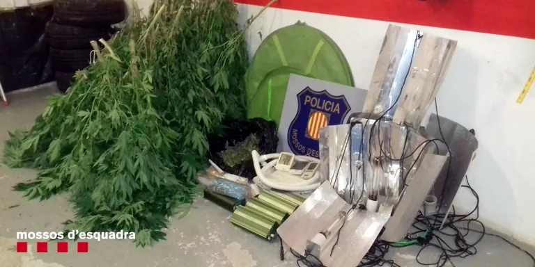 Denúncia policial per una plantació de marihuana a Viu de Llevata