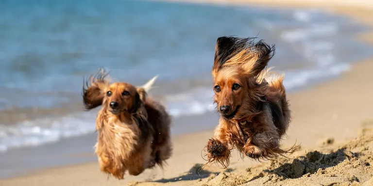Guia per visitar o viure al Maresme amb mascotes