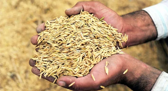 Avui és el Dia Mundial de l'Alimentació