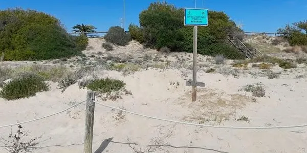 El corriol camanegre torna a niar als Muntanyans de Torredembarra