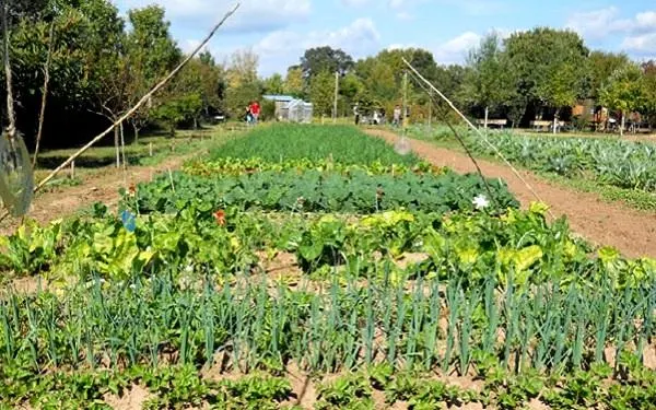 Foto: Hort de La Sínia