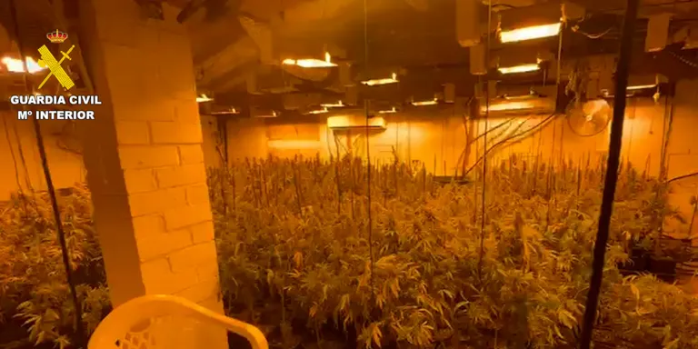 Detenen un home per tenir 350 plantes de marihuana i 22 quilos de cabdells en un domicili de Riudarenes