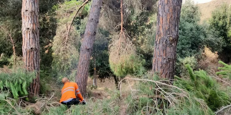 Actuació de prevenció d'incendis a dues parcel·les municipals de la urbanització Santa Rosa dels Pins