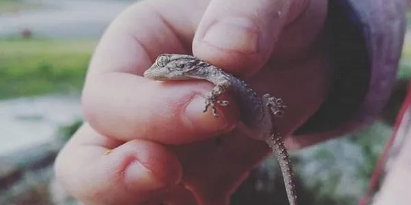 L’Escola de Naturalistes del Gepec presenta una nova activitat extraescolar a la Finca Canyadell d’Altafulla
