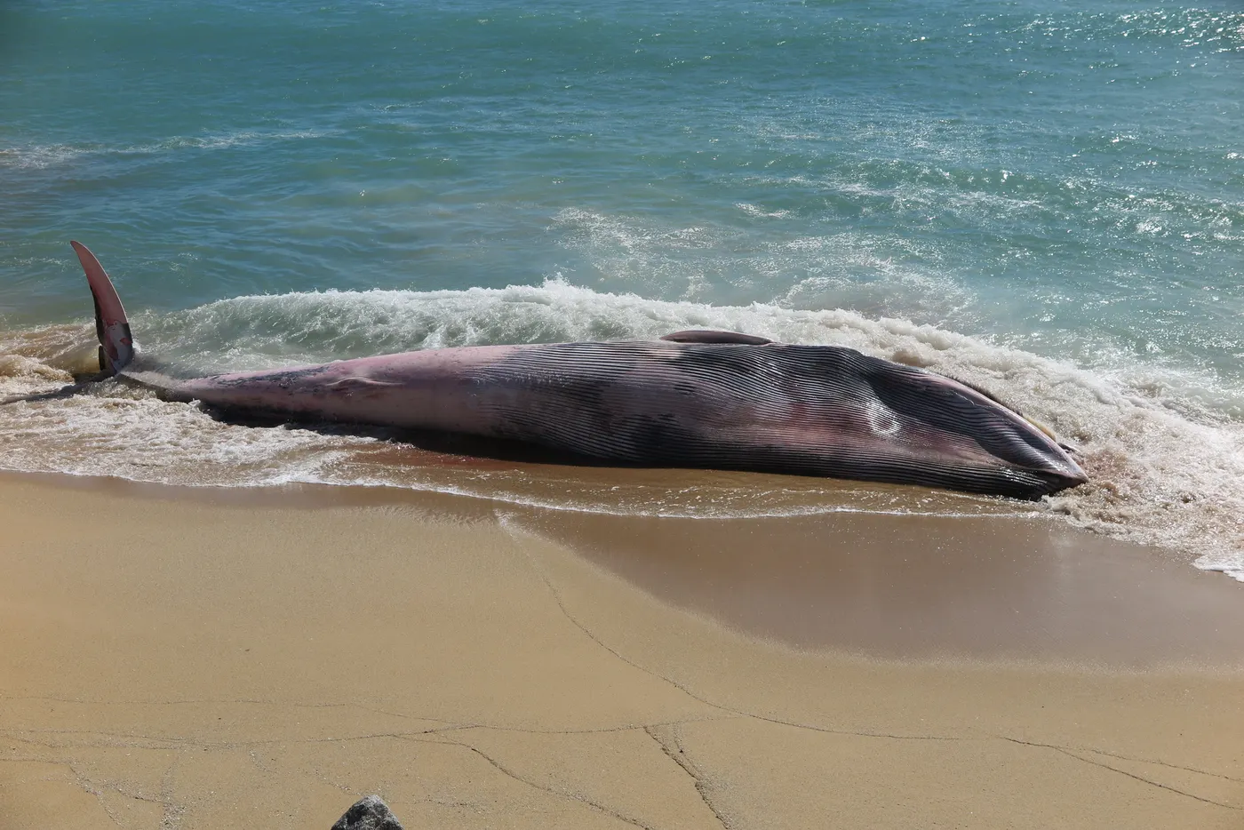 Una balena morta a la platja de Montgat
