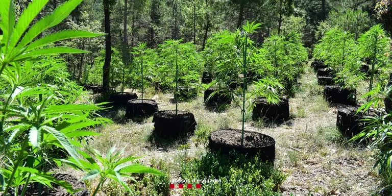 Els Mossos d'Esquadra detenen tres persones i comissen 1.740 plantes de marihuana en una zona boscosa de Coll de Nargó