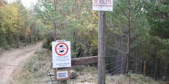 Pelegrí planteja estendre a tot el país la llicència de recollida de bolets