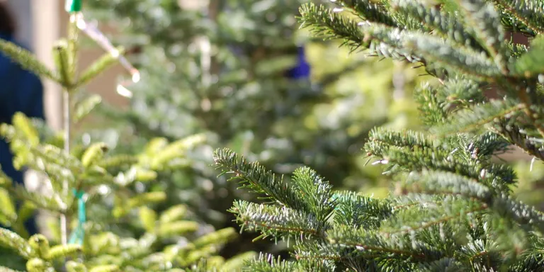 S’habiliten quatre punts per reciclar els arbres de Nadal