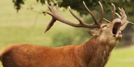 Comença la brama del cérvol a la Reserva Nacional de Caça de l'Alt Pallars i Parc Natural de l'Alt Pirineu