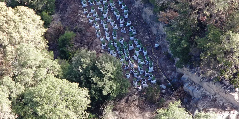 Dos detinguts per tenir un cultiu amb quasi 1000 plantes de marihuana amagat al pantà de Susqueda