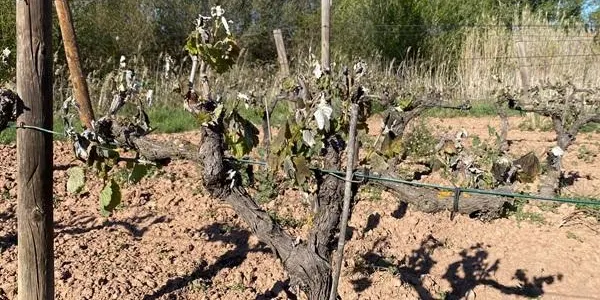 Unió de Pagesos demana que s’indemnitzin els camps afectats per la calamarsada